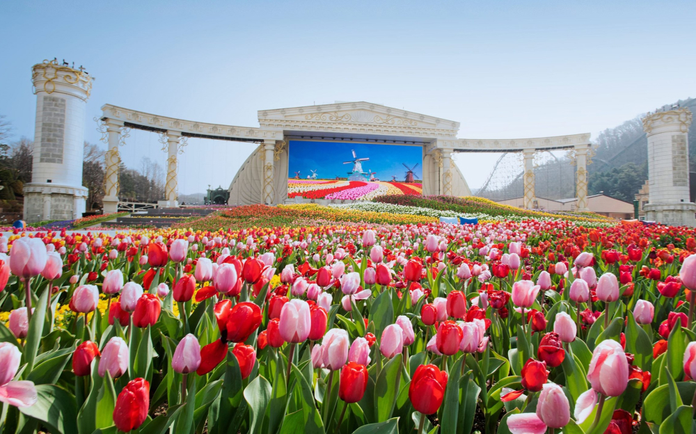 Step into a colorful wonderland at Everland’s Tulip Festival, where vibrant tulips paint the Four Seasons Garden in shades of red, pink, and yellow.