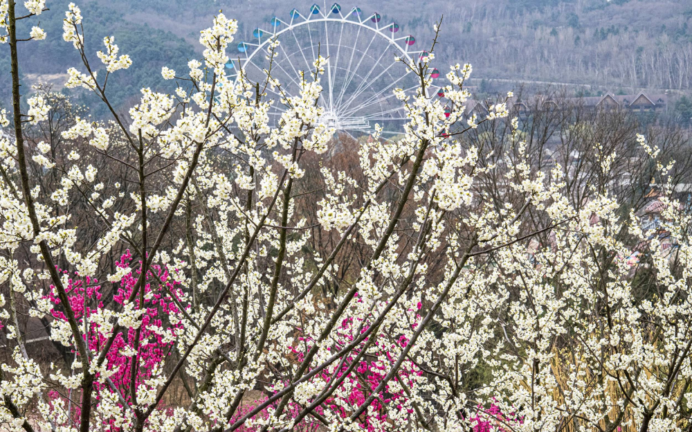 Close-up of white plum blossoms in full bloom at Everland’s Sky Garden Trail, with a Ferris wheel in the background and vibrant pink blossoms adding contrast.