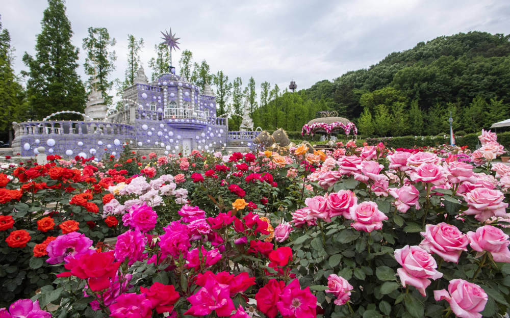 A lush rose garden at Everland, featuring vivid red, pink, and peach roses surrounding a whimsical castle-like structure decorated with glowing orbs.