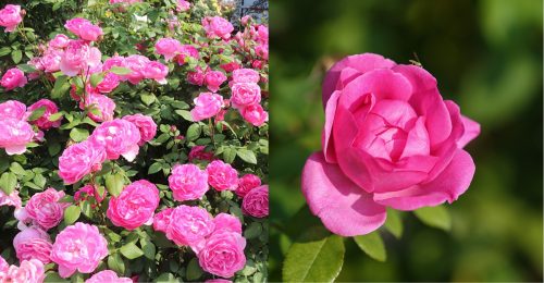 A split image showing Everland’s Perfume Everscape roses in full bloom. On the left, a lush garden view captures numerous vibrant pink roses clustered on green bushes. On the right, a close-up highlights a single rose with soft, velvety petals and a vivid magenta hue, set against a blurred green background.