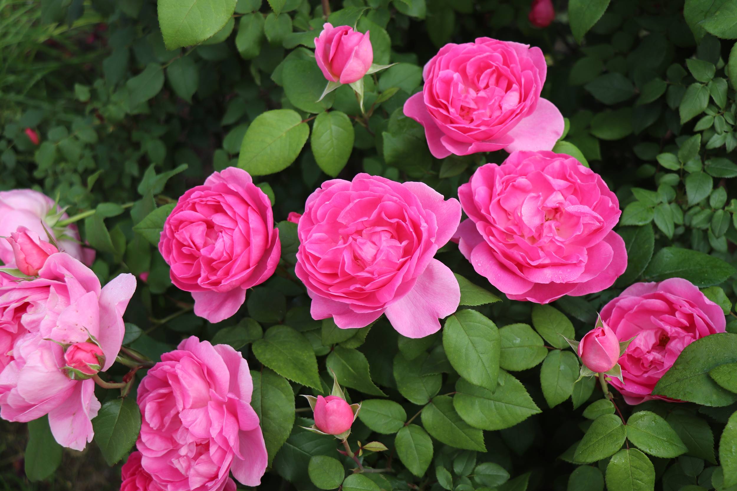 Macro shot of a blooming Perfume Everscape rose showcasing its vibrant pink color and soft, ruffled petals, surrounded by green leaves in natural light