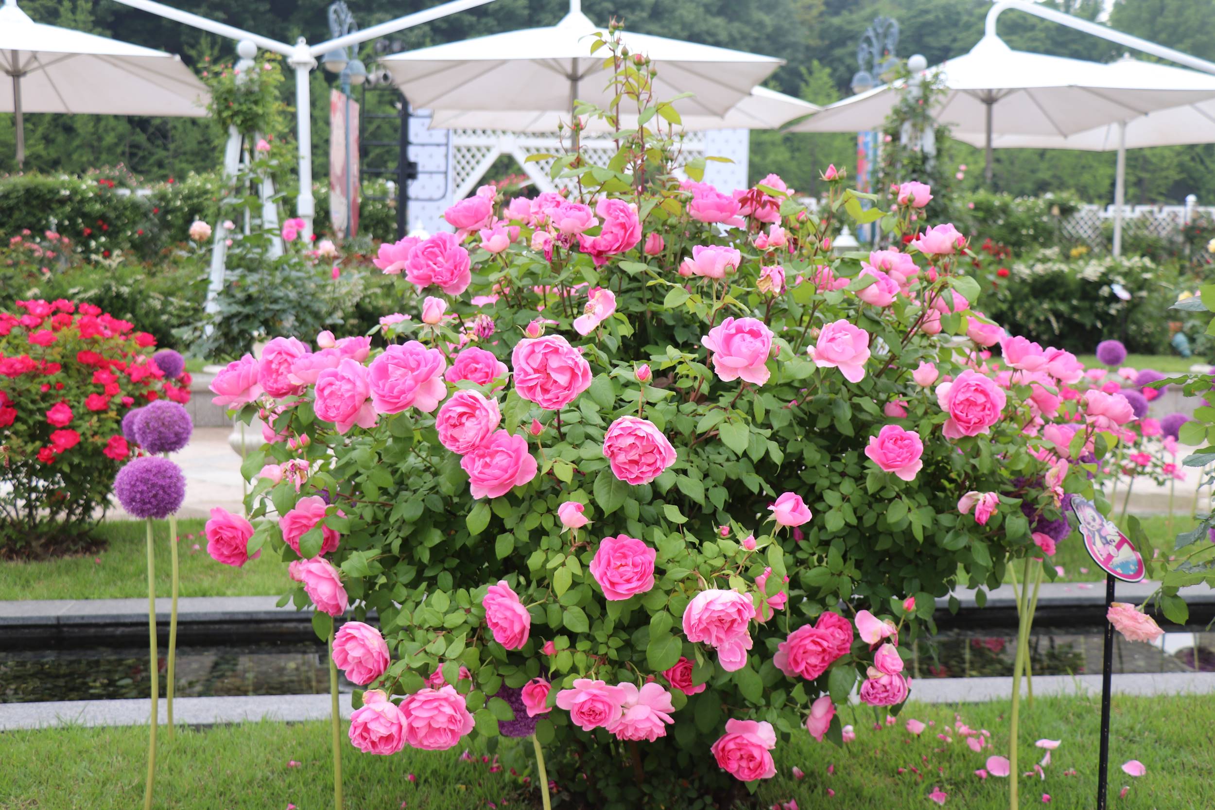 A dense bush of Perfume Everscape roses in bloom at Everland’s Rose Garden, with vivid pink flowers surrounded by white garden umbrellas and other colorful rose beds