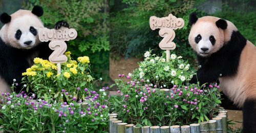 Twin giant pandas Rui Bao and Hui Bao each stand beside a round flower arrangement topped with signs that read their names and the number 2. The decorations are surrounded by colorful flowers and bamboo, set against a green forest backdrop.
