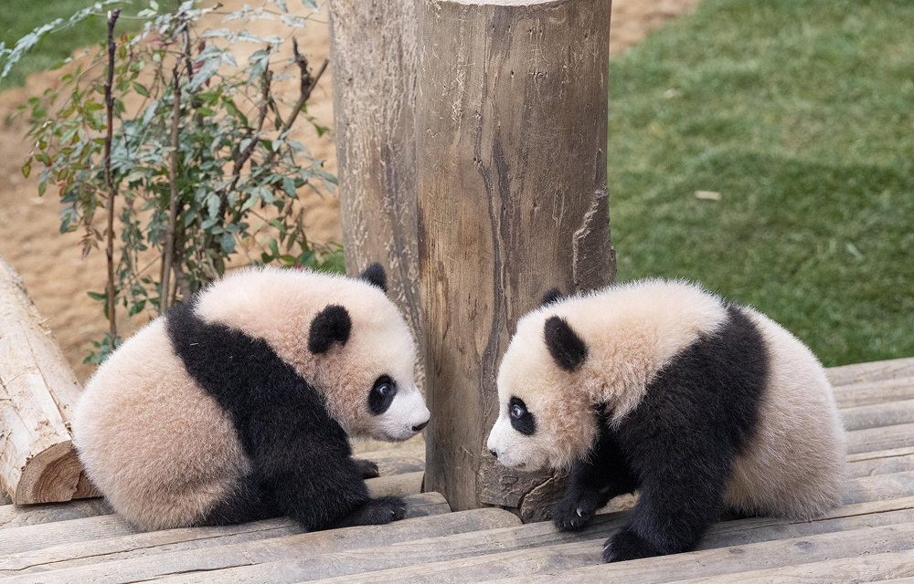 Two fluffy panda cubs, Rui Bao and Hui Bao, face each other playfully on a wooden platform. Their small size and soft fur highlight their early developmental stage, with a natural outdoor setting in the background.