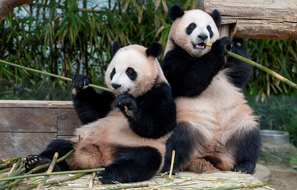Two giant panda cubs, Rui Bao and Hui Bao, sit side by side on a wooden platform, chewing on bamboo. Their larger size and developed features reflect their growth, with a green forest backdrop suggesting a natural habitat.