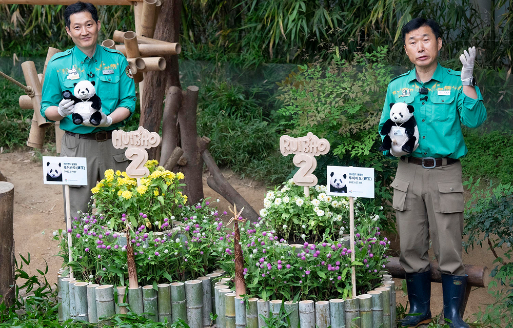 Panda-keepers at Everland celebrates beside birthday flower arrangements for Rui Bao and Hui Bao, commemorating the twin pandas’ second birthday with plush toys