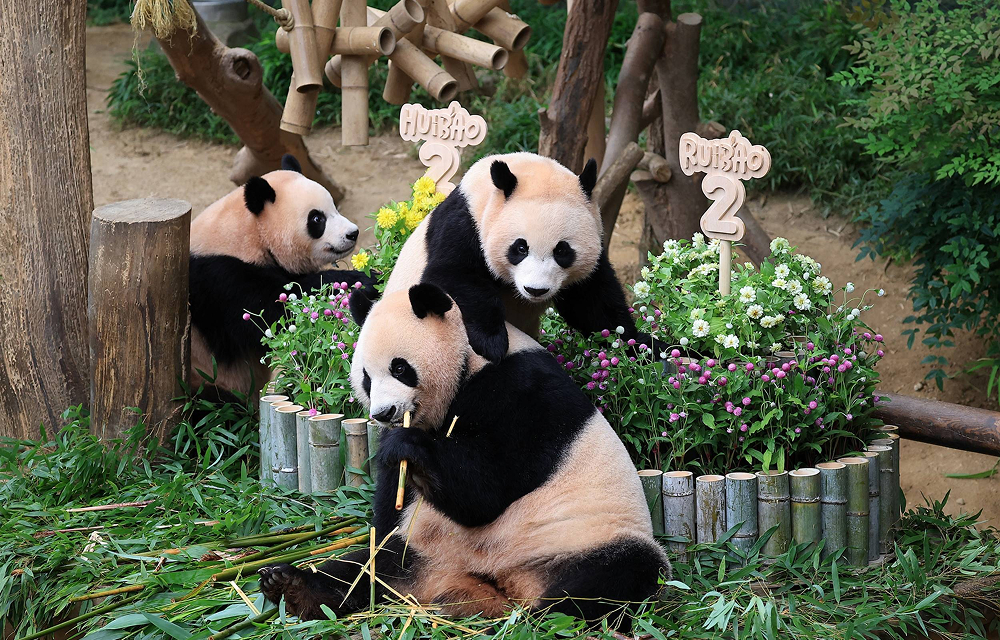 Rui Bao and Hui Bao enjoy bamboo snacks in front of their birthday flower displays at Everland, celebrating their second birthday with their mother, Ai Bao