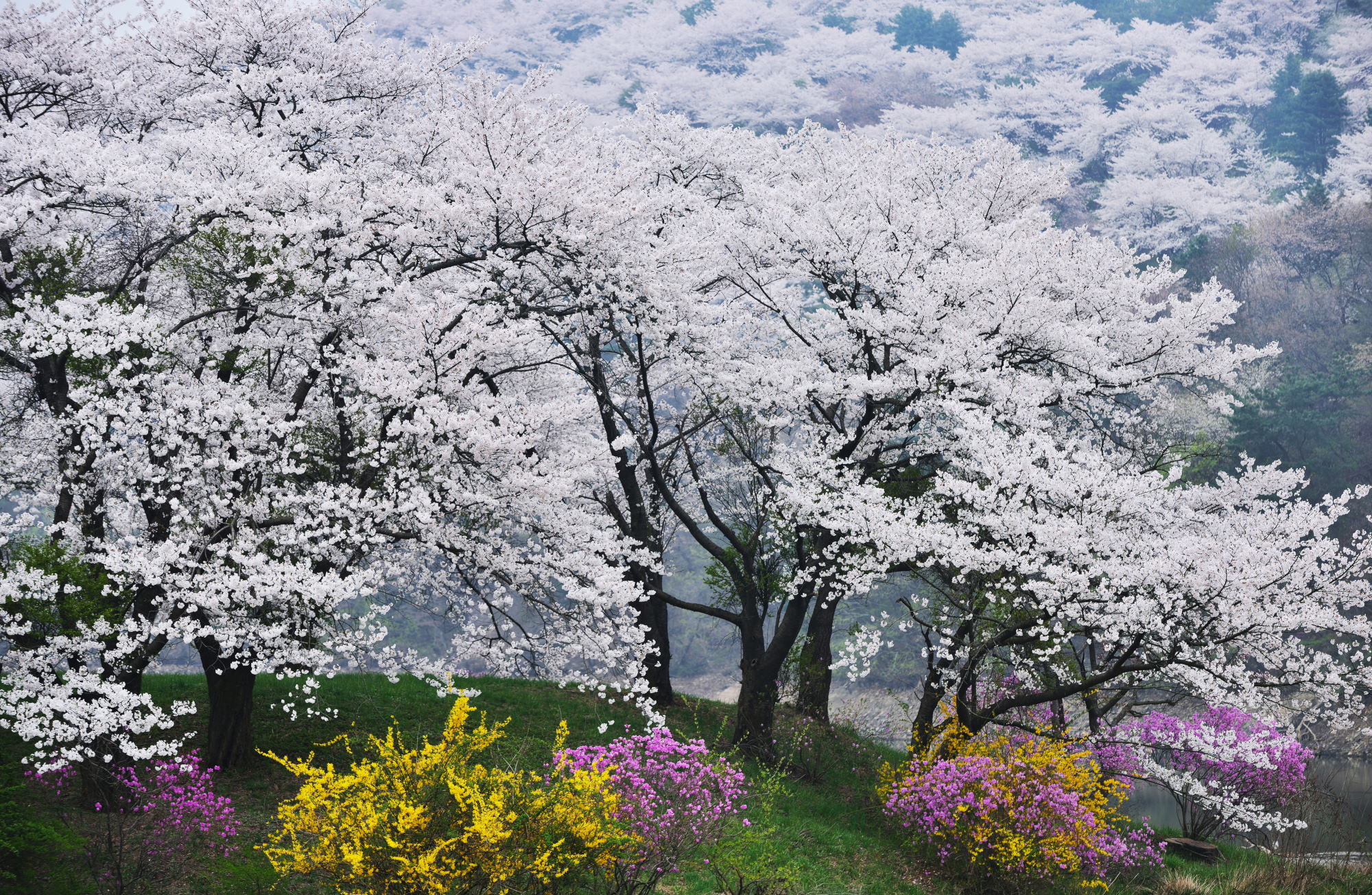 에버랜드, 벚꽃 축제 관련사진1