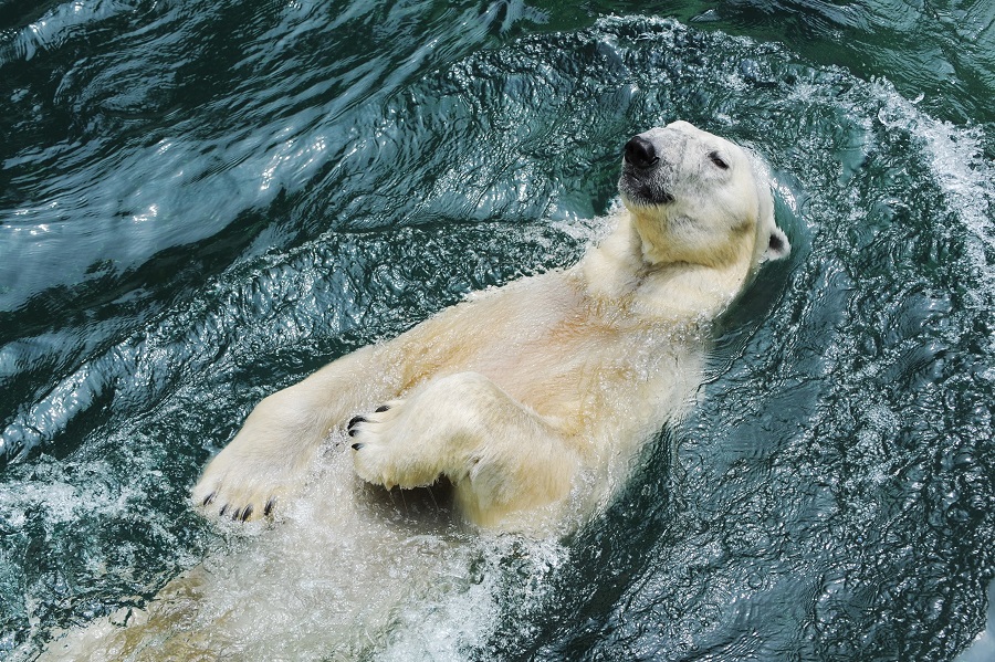 에버랜드, 북극곰 통키사진2