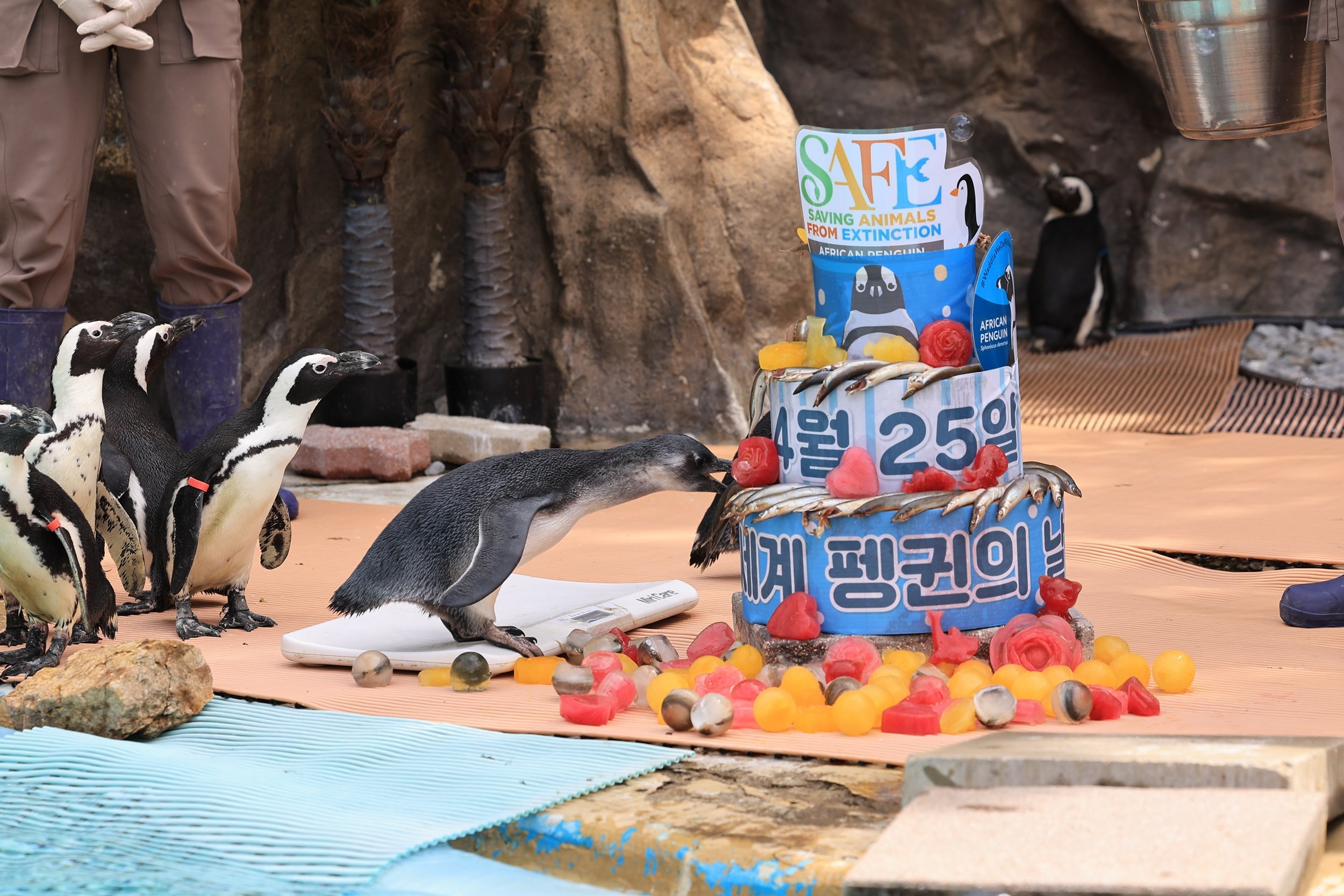 에버랜드, 세계 펭귄의 날