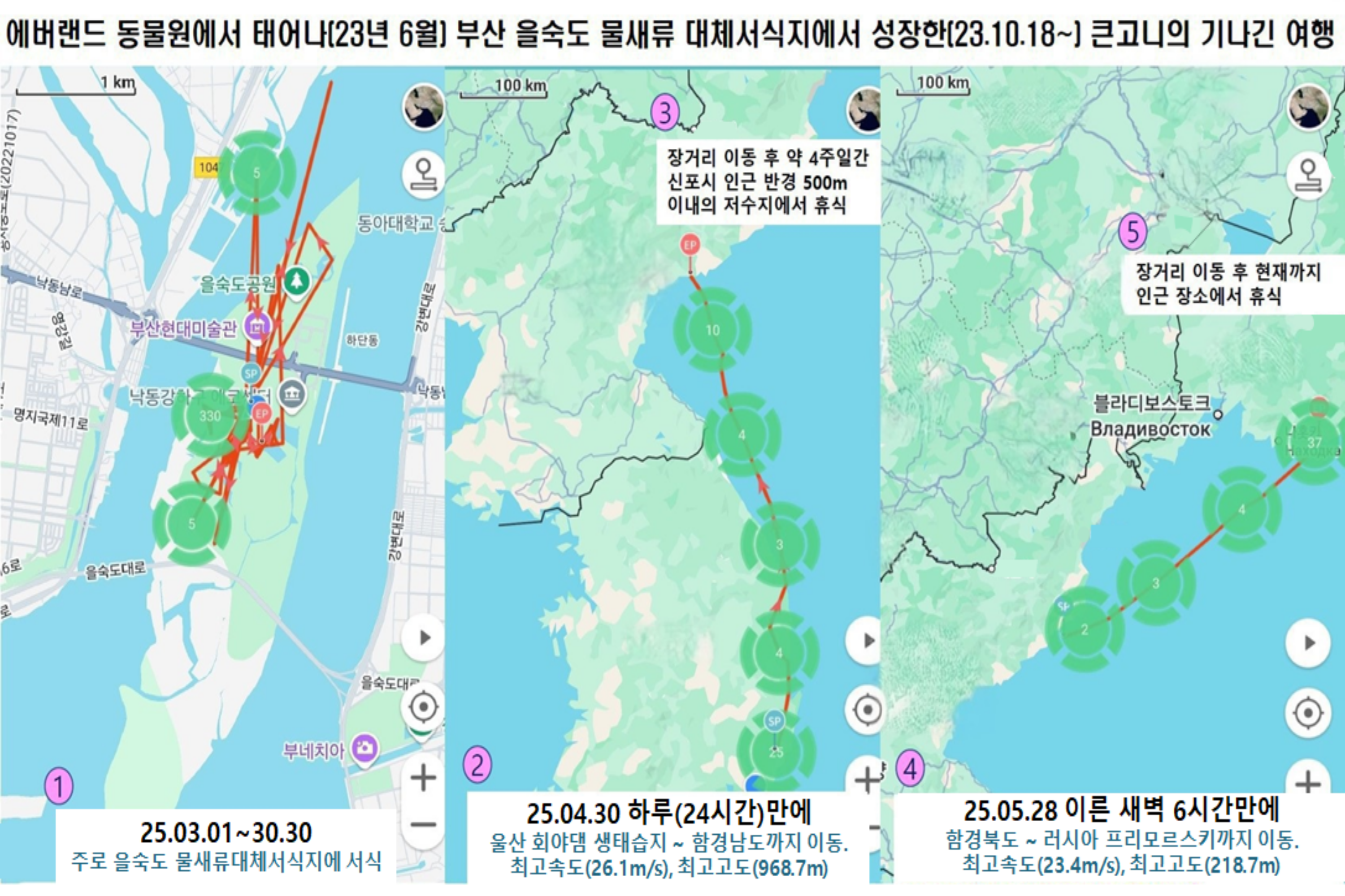 에버랜드 큰고니 이동 경로