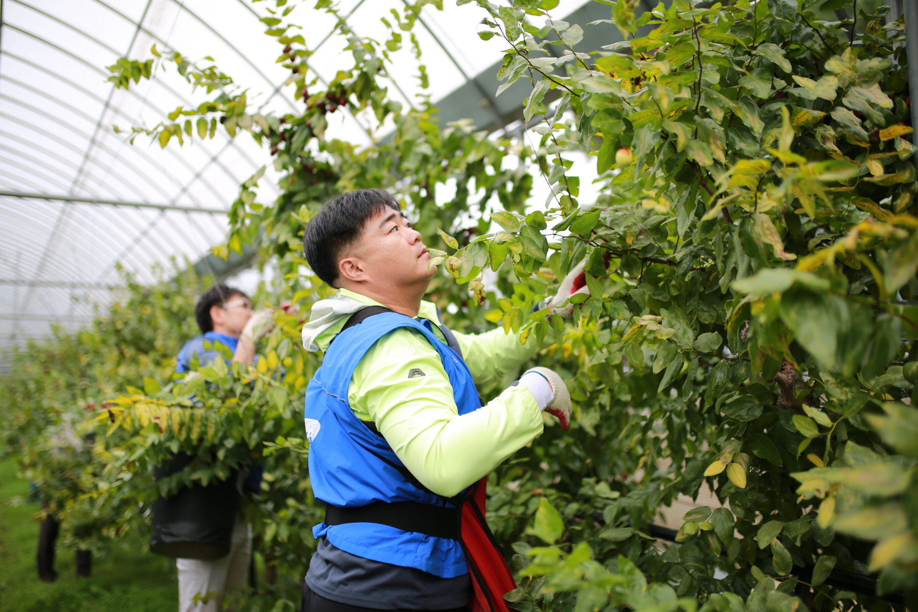 삼성물산, 농가 일손돕기 봉사활동 관련 사진6