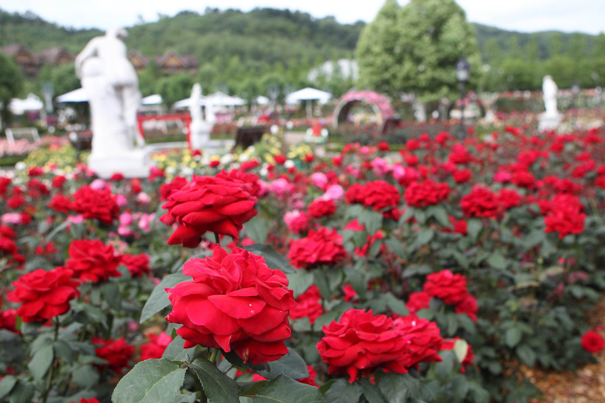 에버랜드, 장미 축제 관련사진5