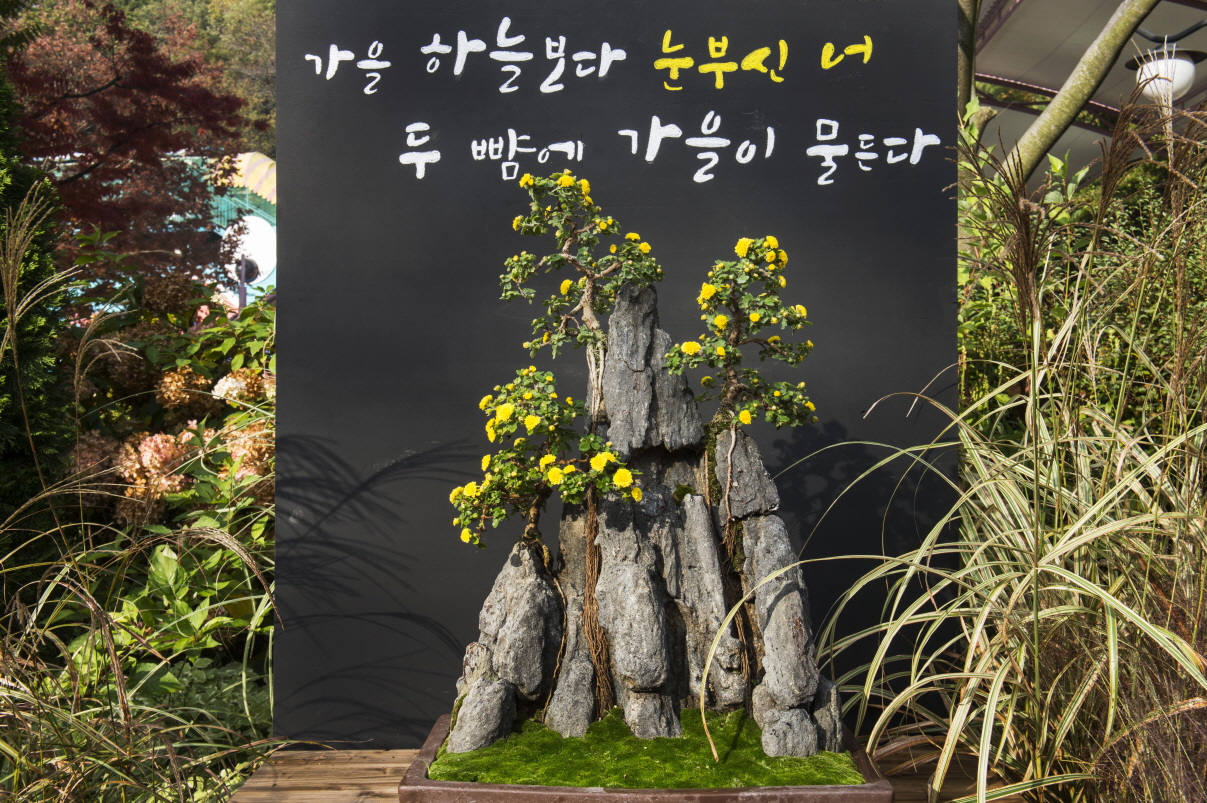 국화정원 관련 사진4