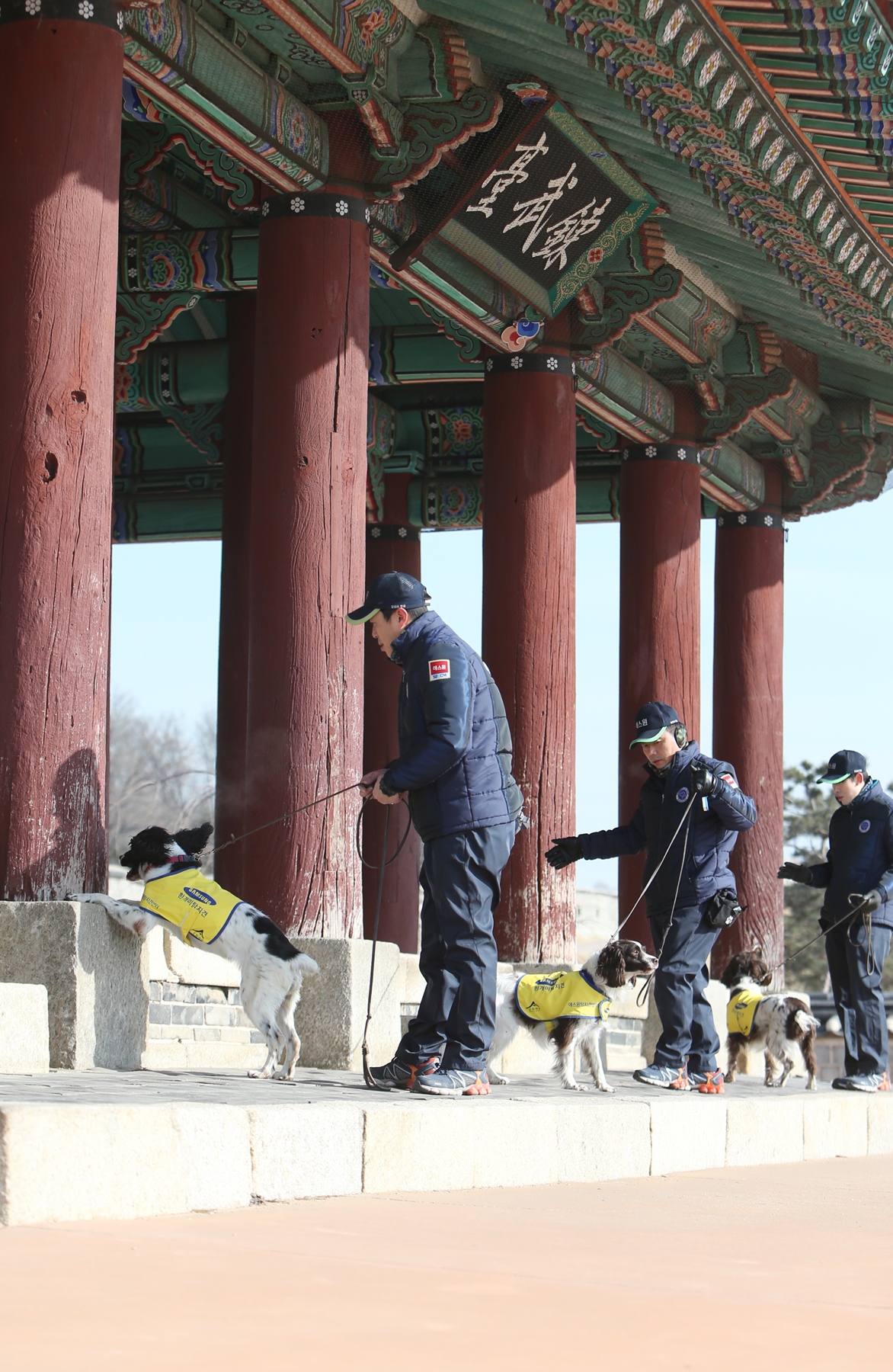 흰개미탐지견 관련 사진2