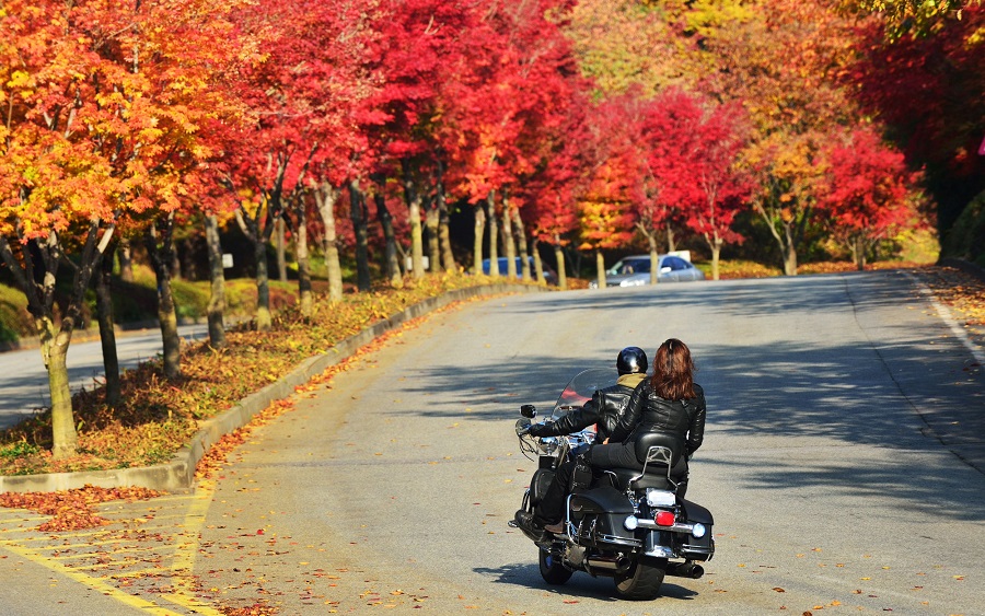 20181010094052558_img.JPG 에버랜드 단풍드라이브길