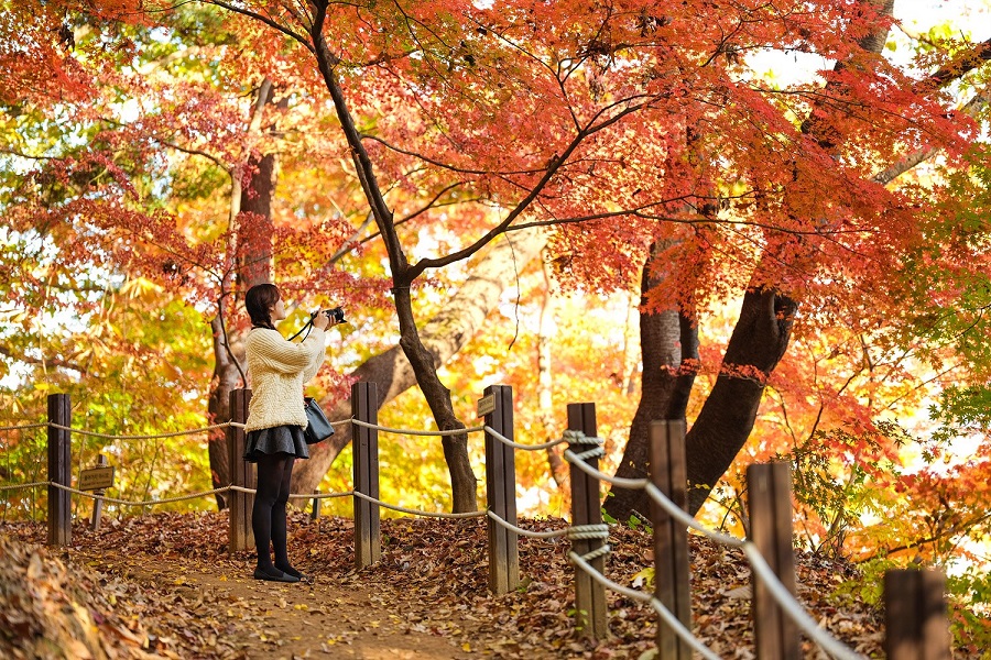 20181010094116138_img.jpg 에버랜드 숲속산책로