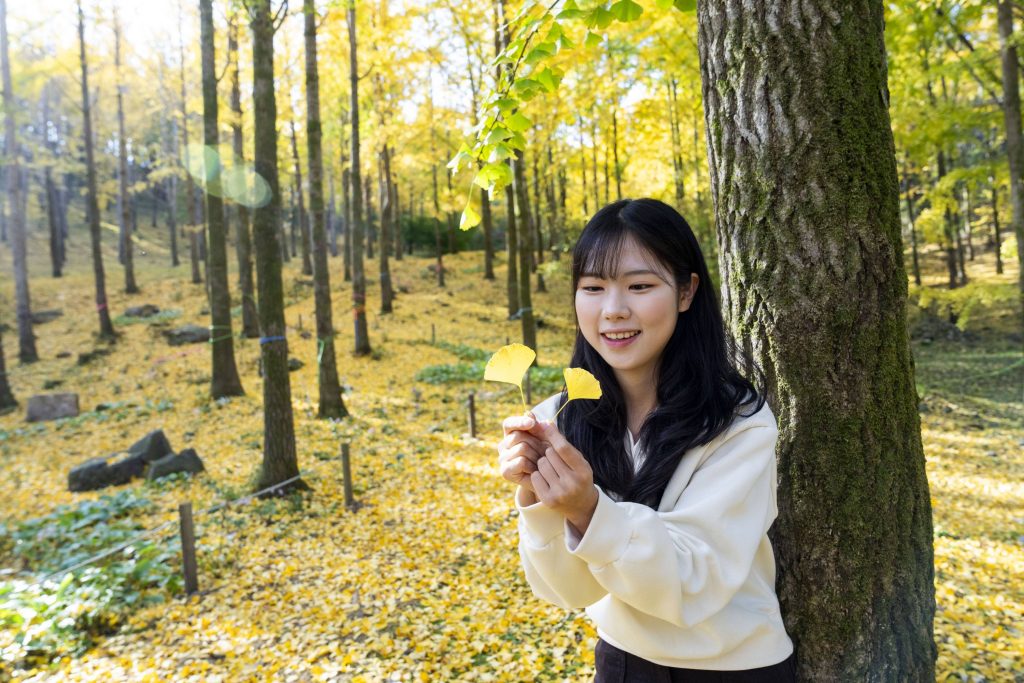 에버랜드 가든패스 구독자들에게 선보이는 황금빛으로 물든 국내 최대 규모 에버랜드 은행나무숲