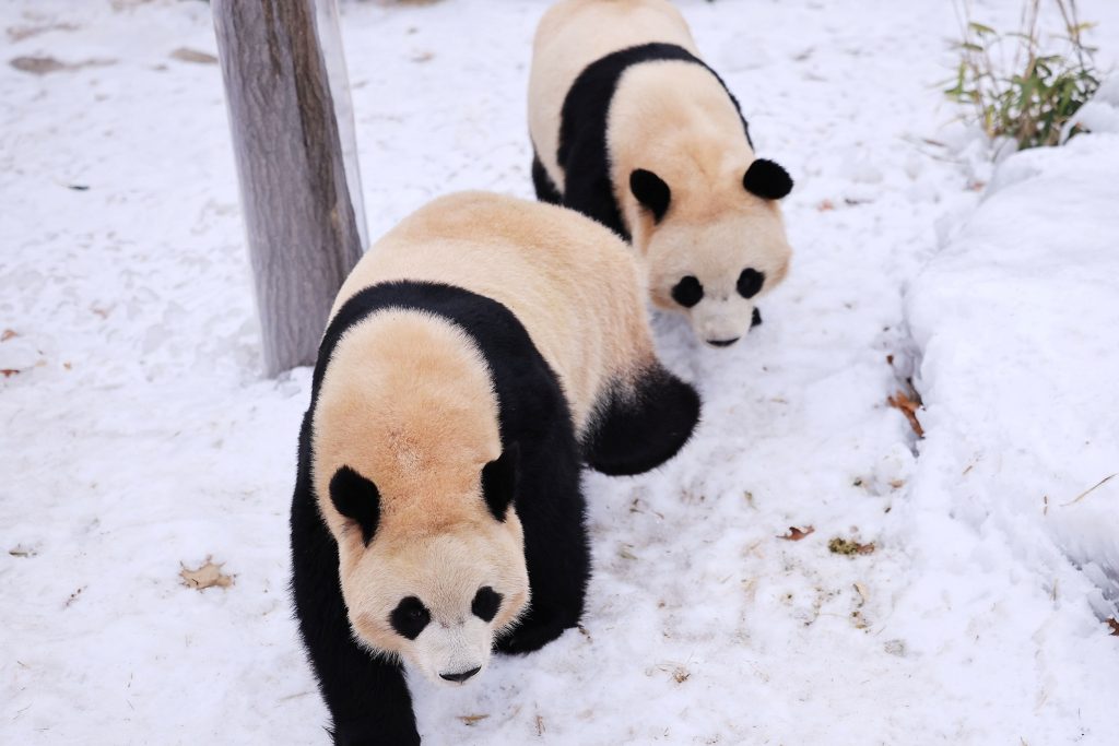 에버랜드 판다 세컨하우스 루이바오 후이바오