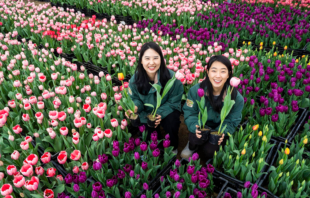 에버랜드 튤립축제 20일 개막