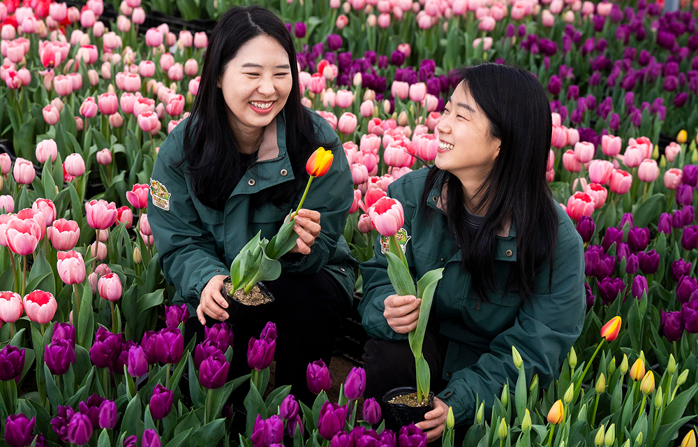 에버랜드 튤립축제 20일 개막
