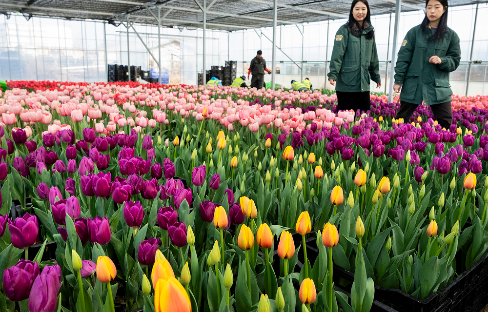 에버랜드 튤립축제 20일 개막