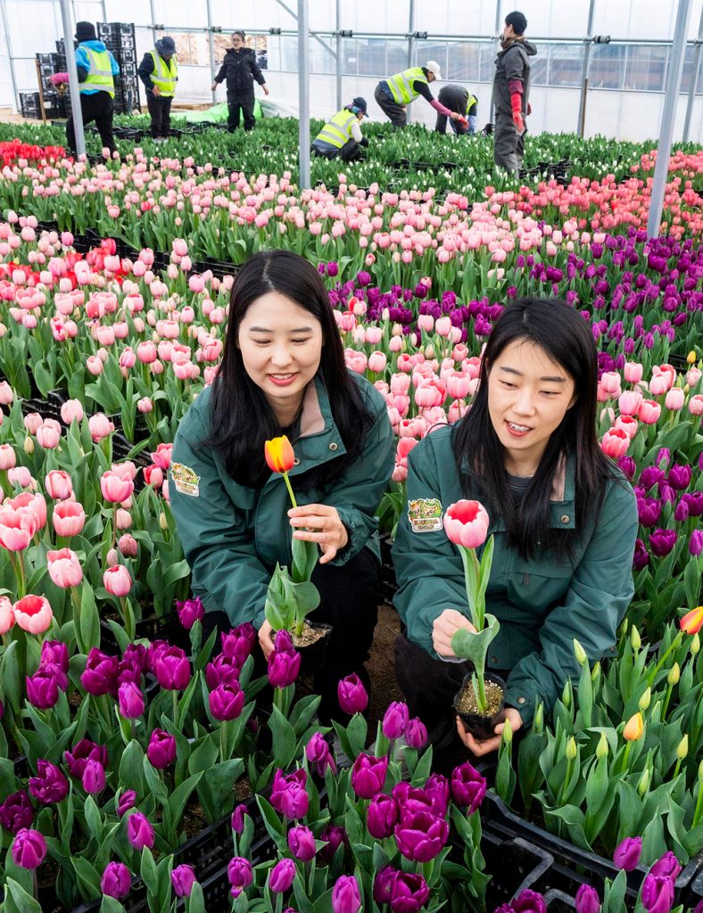 에버랜드 튤립축제 20일 개막