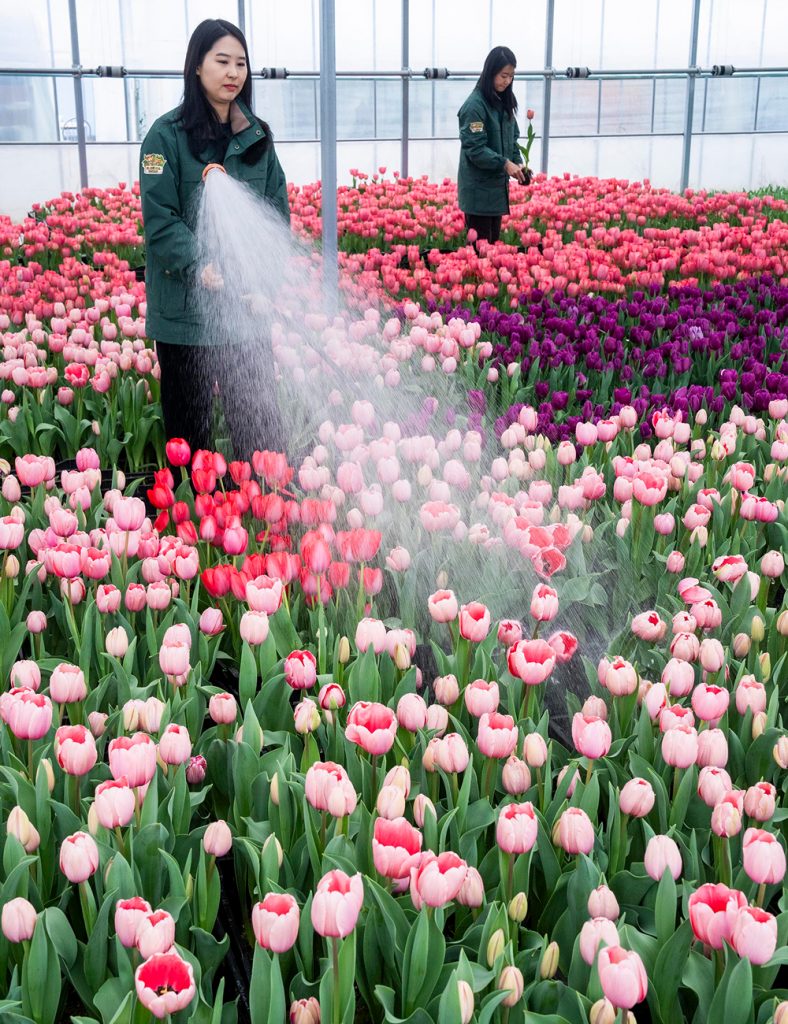 에버랜드 튤립축제 20일 개막
