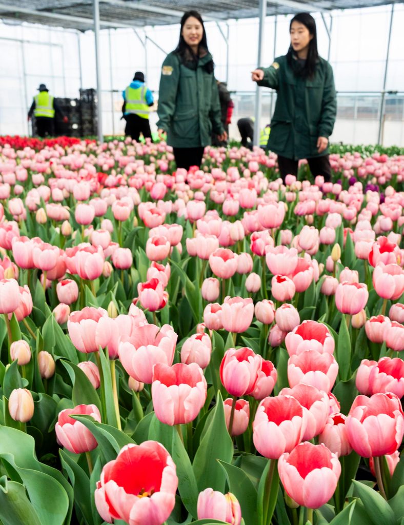 에버랜드 튤립축제 20일 개막