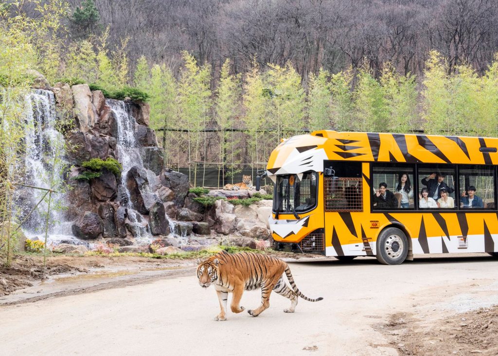에버랜드 사파리월드 더 와일드