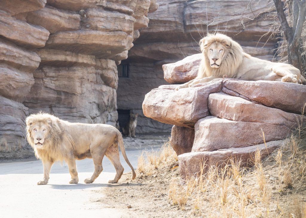 에버랜드 뉴 사파리 월드