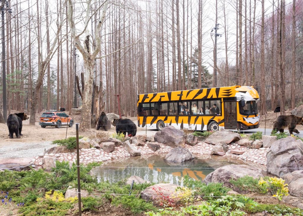 에버랜드 사파리월드 더 와일드