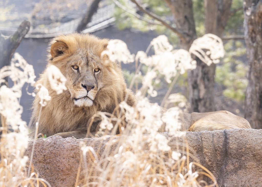 에버랜드 사파리월드 더 와일드