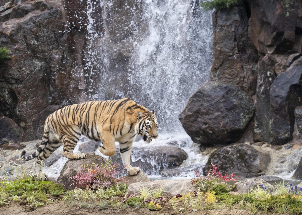 에버랜드 뉴 사파리 월드