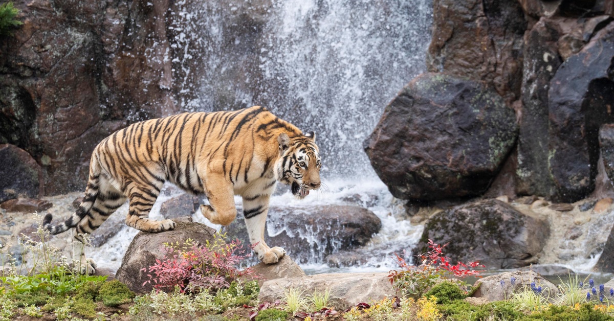 에버랜드, 더 와일드해진 새로운 '사파리월드' 1일 오픈