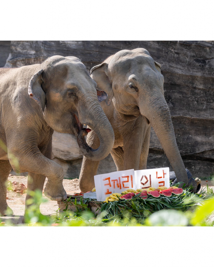세계 코끼리의 날을 맞아 진행된 이벤트