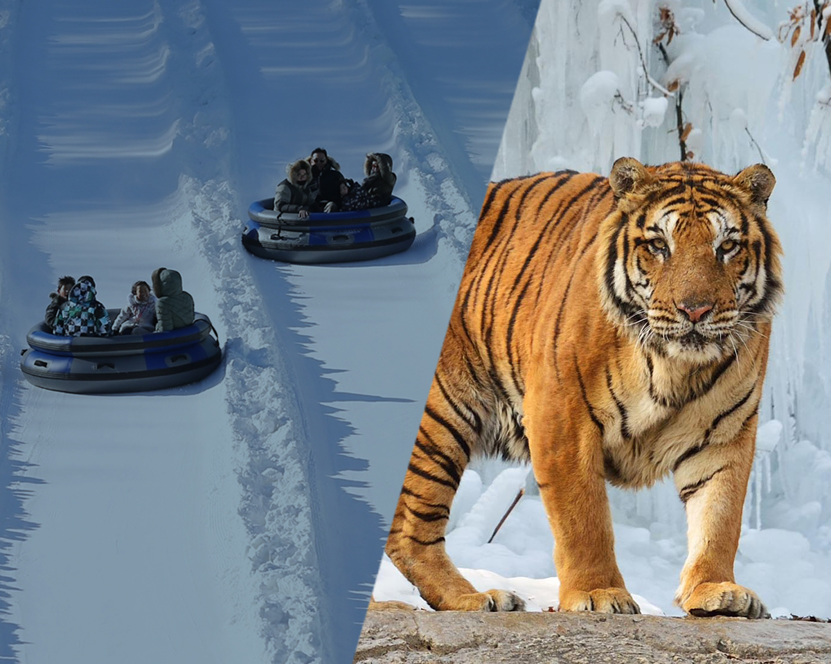 Winter Festival