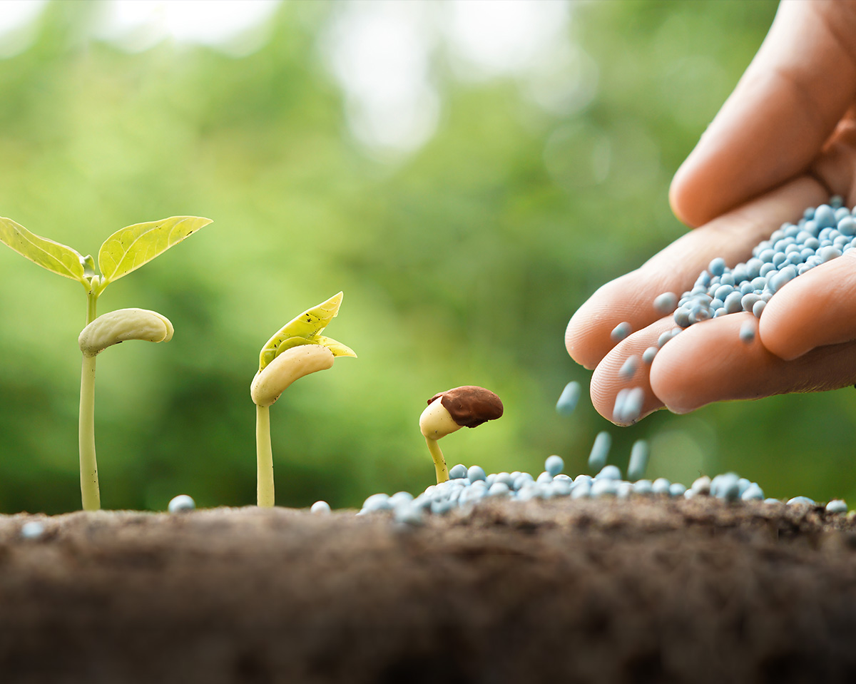 How Fertilizers Play a Vital Role in Plant Growth