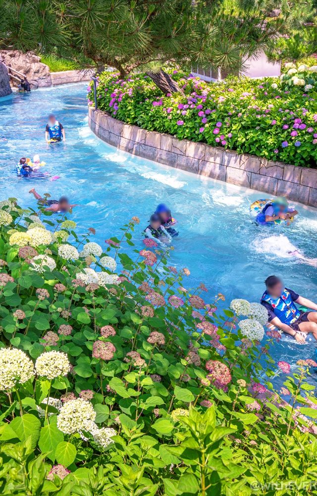 Guests at a water park float down a lazy river surrounded by pink and white flowers at Korea's Caribbean Bay
