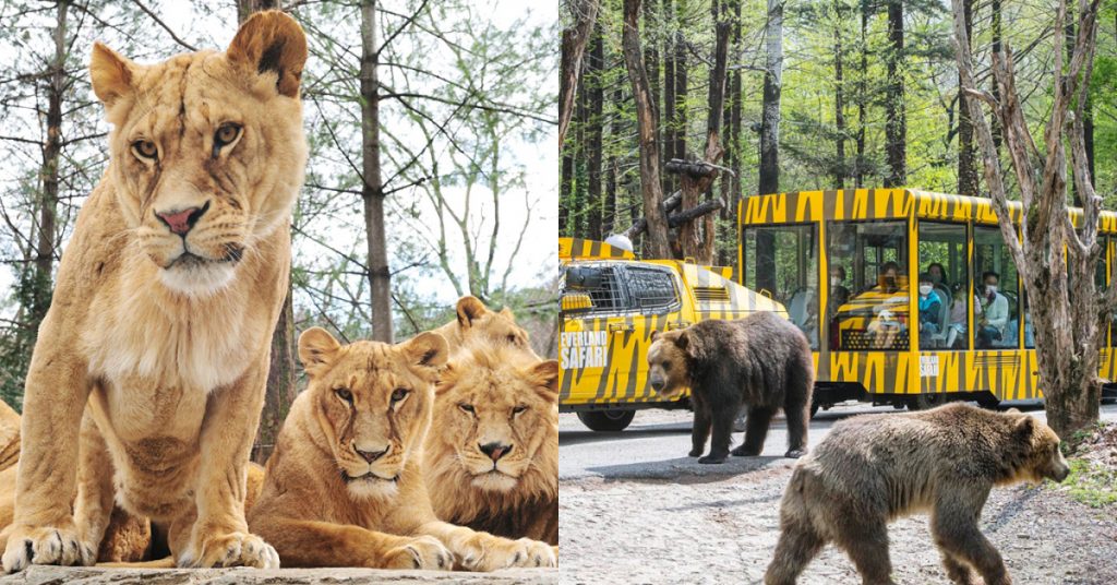 Left Image: A pride of lions stares at the camera while huddling on top of a rock at the Safari World section of Everland Resort in South Korea. Right image: Everland visitors are guided around its Safari World enclosure in a ’Wildtram,’ a bus-like vehicle with wide glass windows protecting them, looking out to 2 large brown bears roaming freely in the enclosure, surrounded by tall trees.