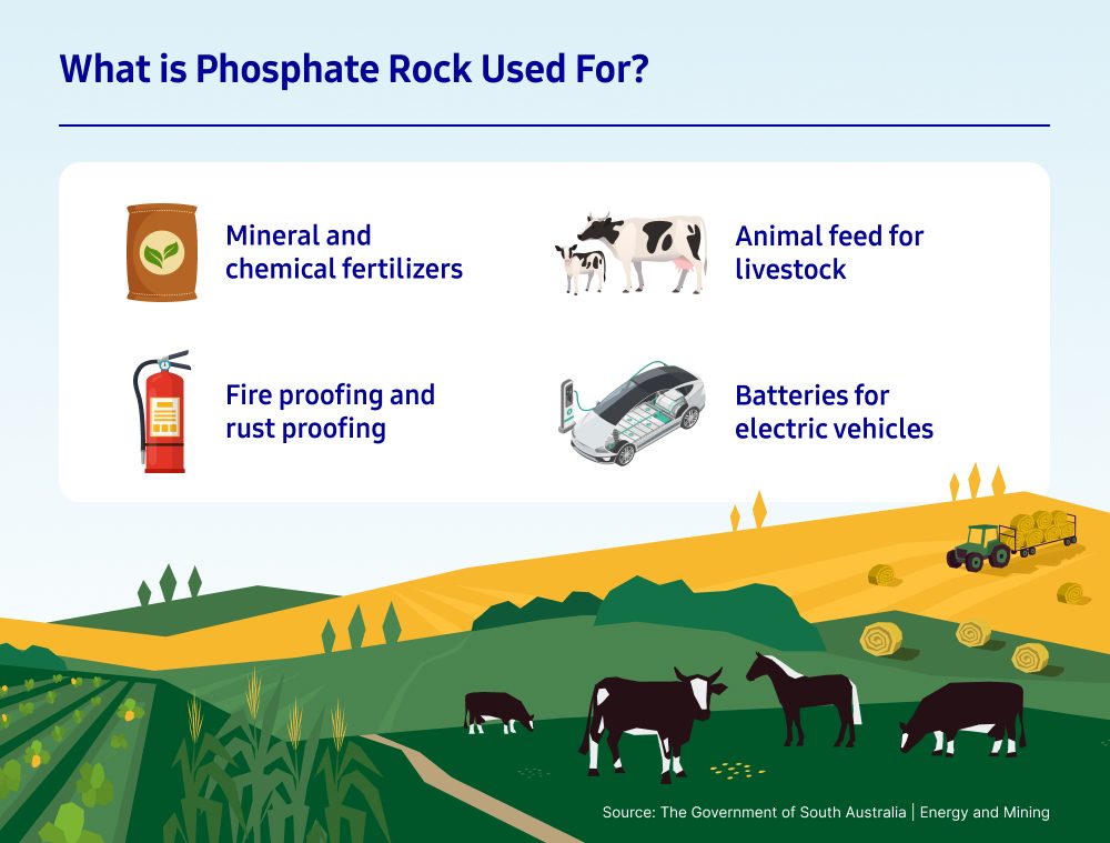 An infographic illustrating various uses of phosphate rock. Categories include mineral and chemical fertilizers, animal feed for livestock, fireproofing and rustproofing, and batteries for electric vehicles. The background features an agricultural scene with crops, cows, and a truck. The infographic is credited to the Government of South Australia’s Energy and Mining department.