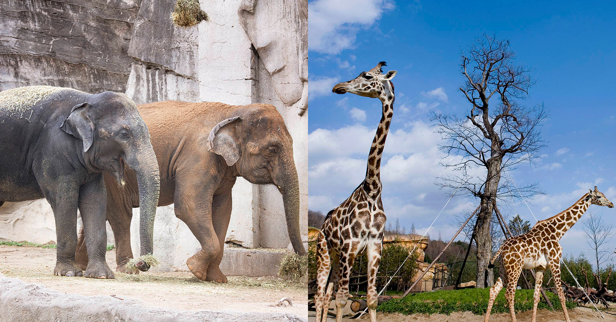 A split-image of two elephants walking along a rocky enclosure on the left and two giraffes standing against a bright blue sky on the right, representing the diverse wildlife at Everland’s River Trail Adventure.