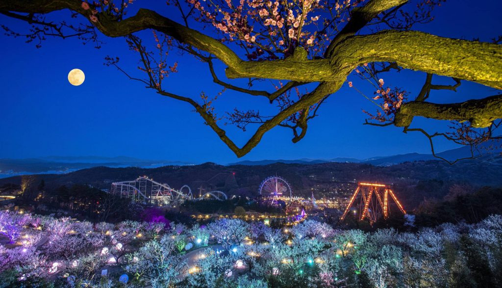 A breathtaking nighttime view of Everland’s Sky Garden, with glowing plum blossoms in the foreground, a full moon in the deep blue sky, and the amusement park’s illuminated rides and Ferris wheel in the background.