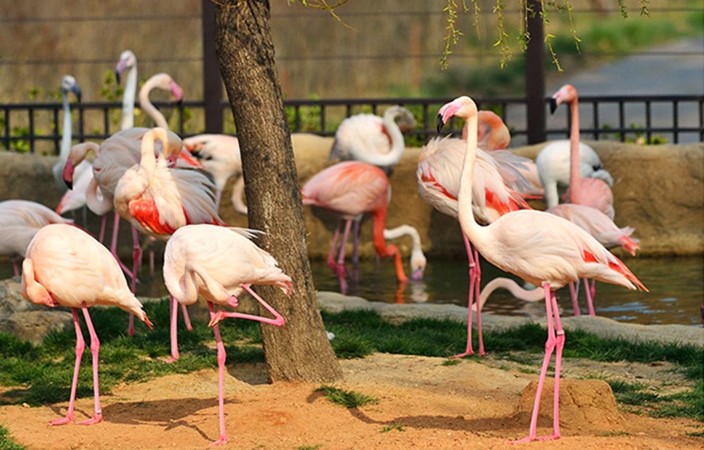 A group of pink flamingos standing and preening near a shaded tree and a shallow pond, surrounded by lush greenery in Everland’s safari habitat.