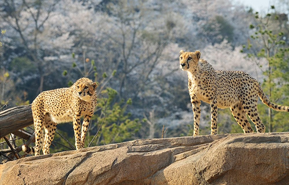 Two cheetahs standing on a rocky ledge with cherry blossoms in the background, attentively scanning their surroundings in Everland’s safari park.