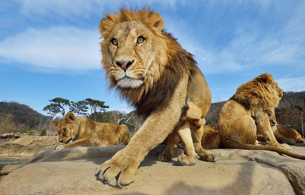 A male lion walking toward the camera, while other lions lounge on a rocky platform under a clear blue sky in Everland’s safari.
