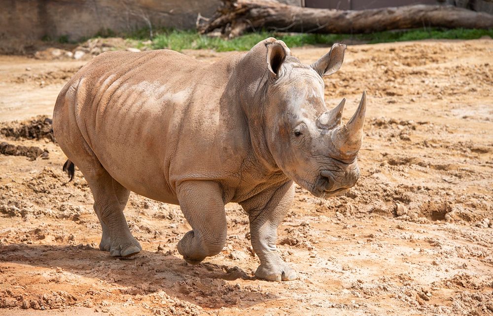 A large rhino walking through a dry, open landscape, its thick, textured skin covered in dust as it moves gracefully through Everland’s safari.