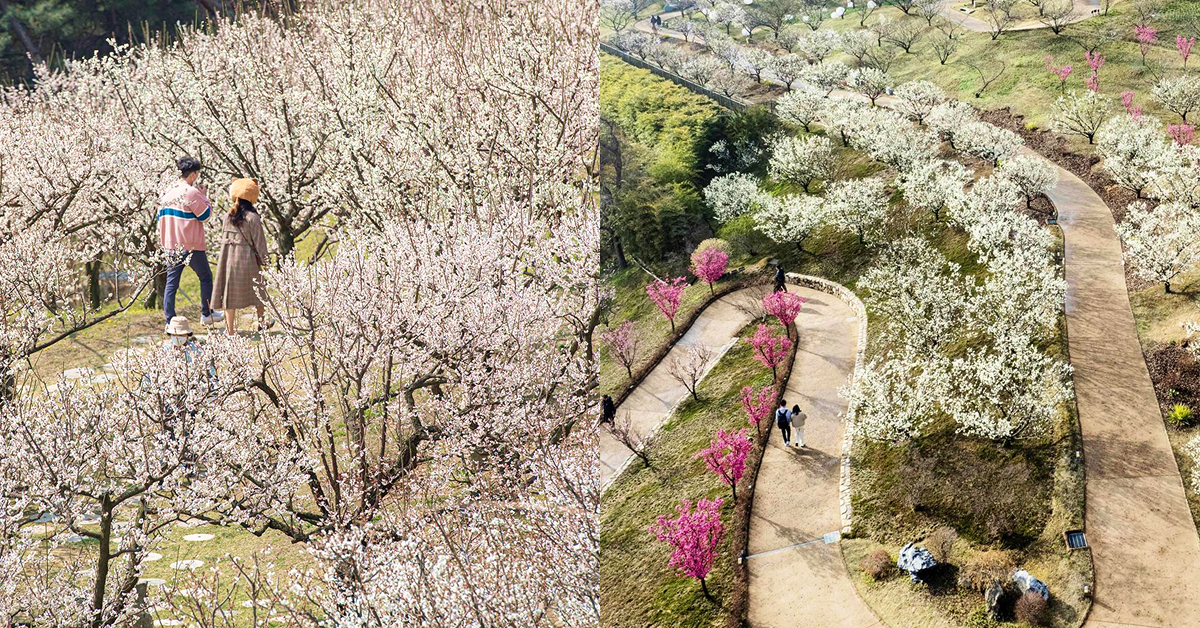 Left image: A couple walking through a scenic path lined with blooming plum blossom trees at Everland, right image: Aerial view of the winding Sky Garden Trail surrounded by white and pink plum blossoms in full bloom.