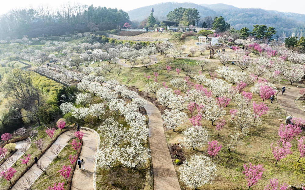 Aerial view of the winding Sky Garden Trail surrounded by white and pink plum blossoms in full bloom.