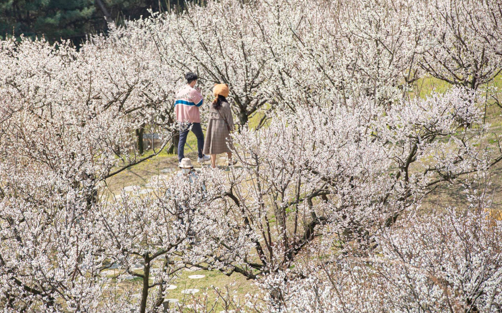 A couple walking through a scenic path lined with blooming plum blossom trees at Everland